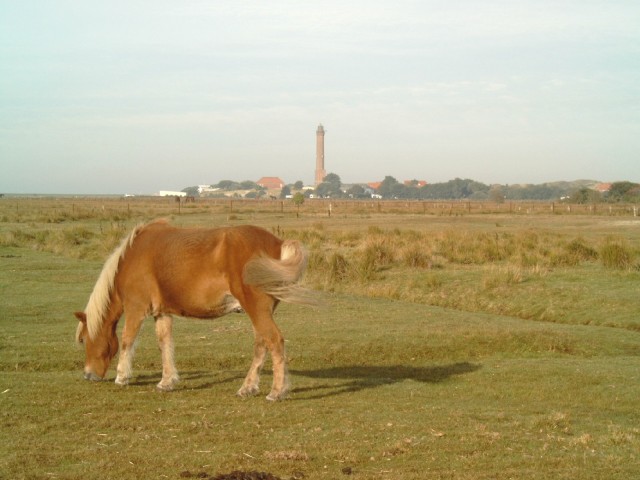 Reiterhof Harms Norderney Weide